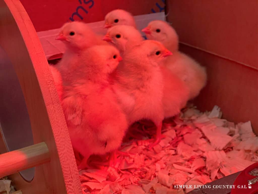 baby chicks huddled in a brooder