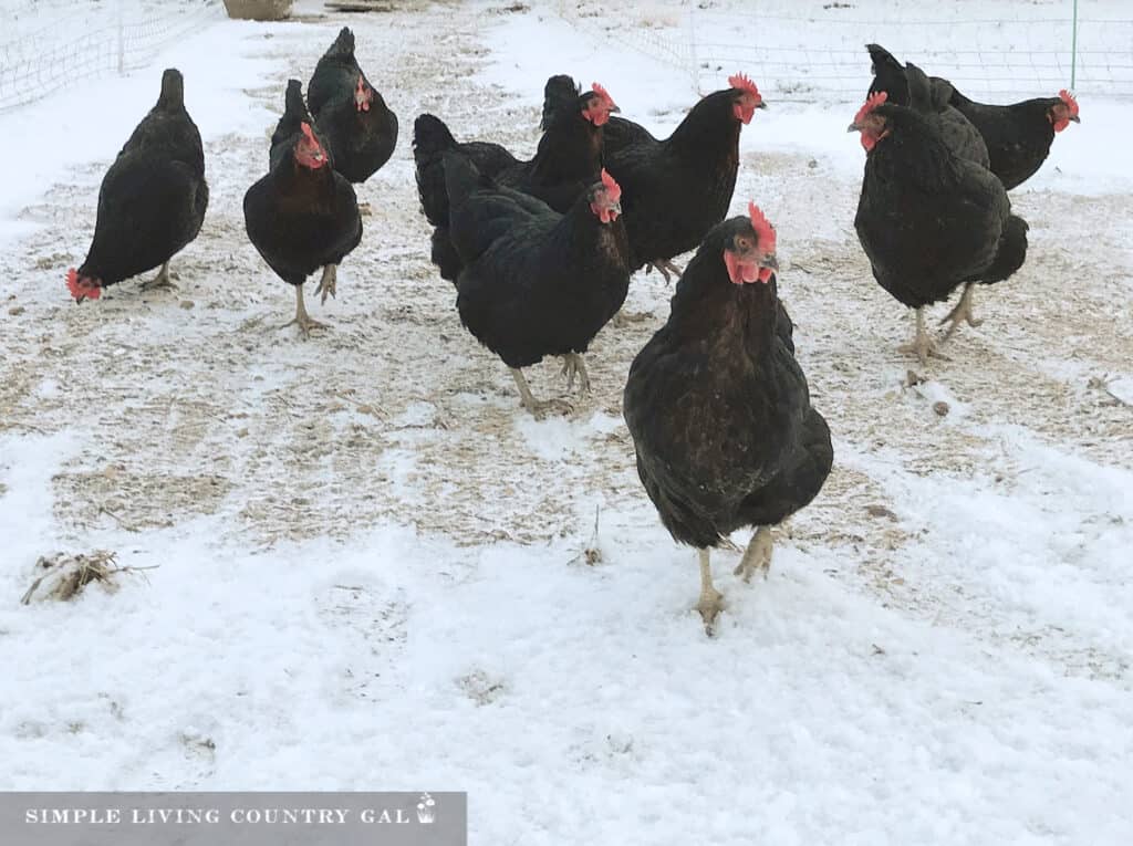 black chickens outside in the snow copy