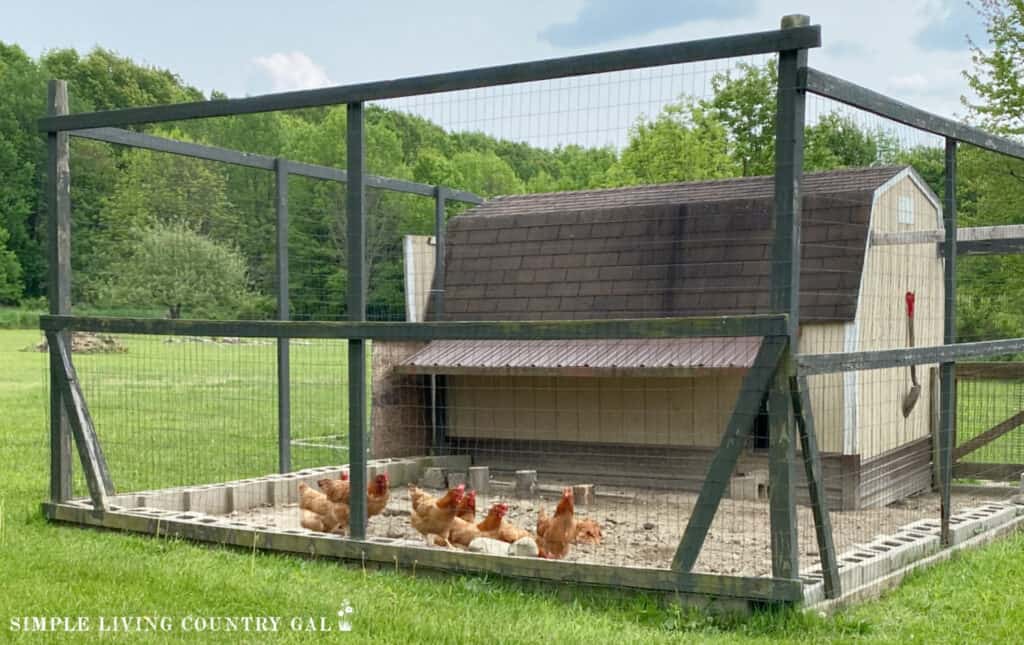 chicken coop and chickens in an outside run