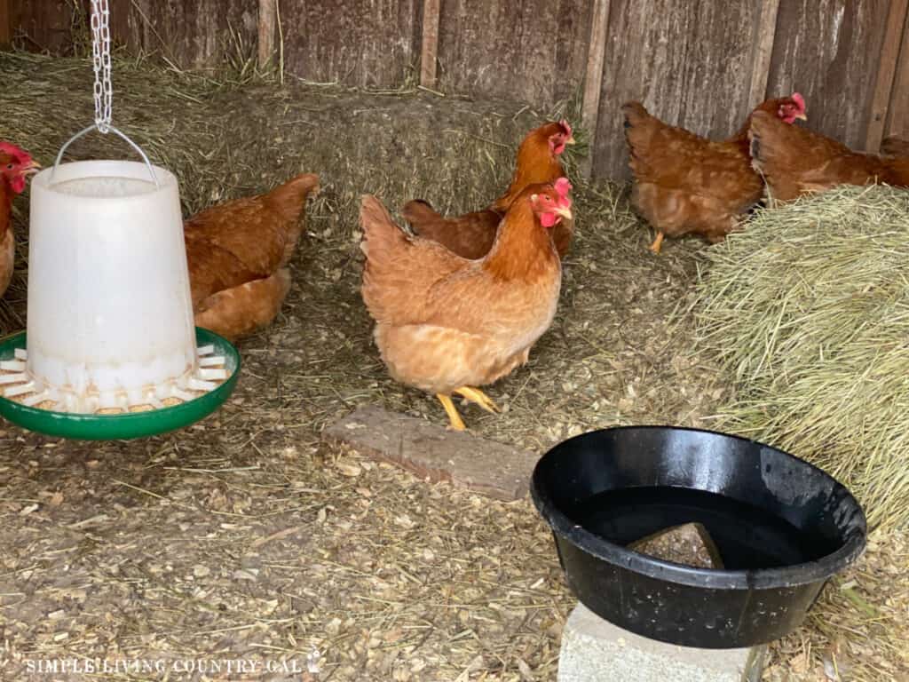 chickens in a coop with a hanging feeder and a water bowl