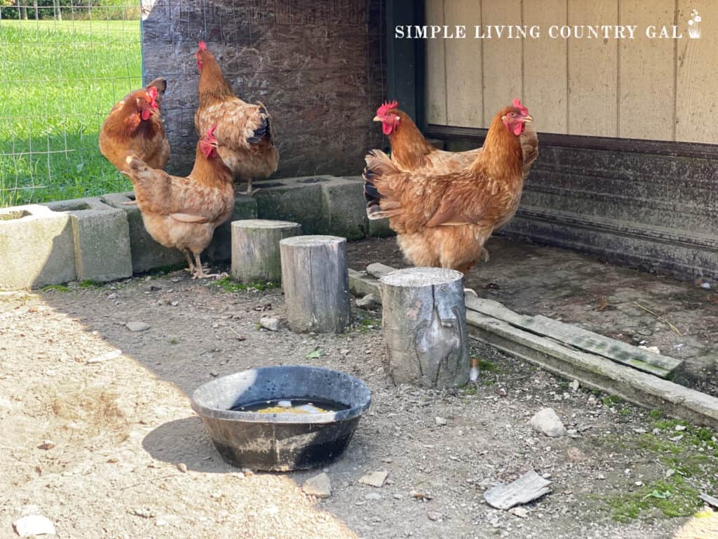 chickens standing on cinder blocks in a chicken run