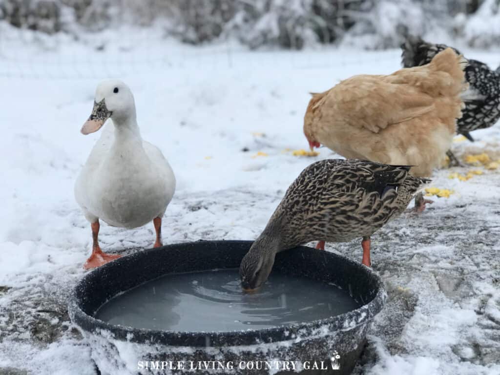 ducks and chickens outside in the winter drinking from a water bowl