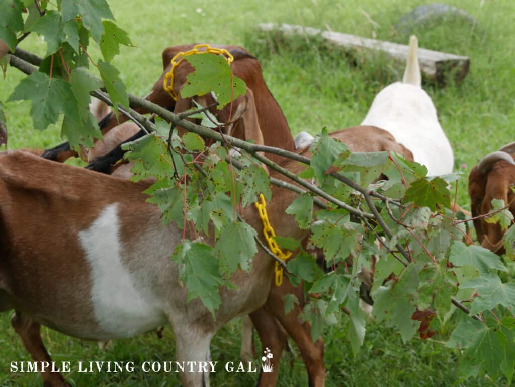 goats munching on leaves in a pasture