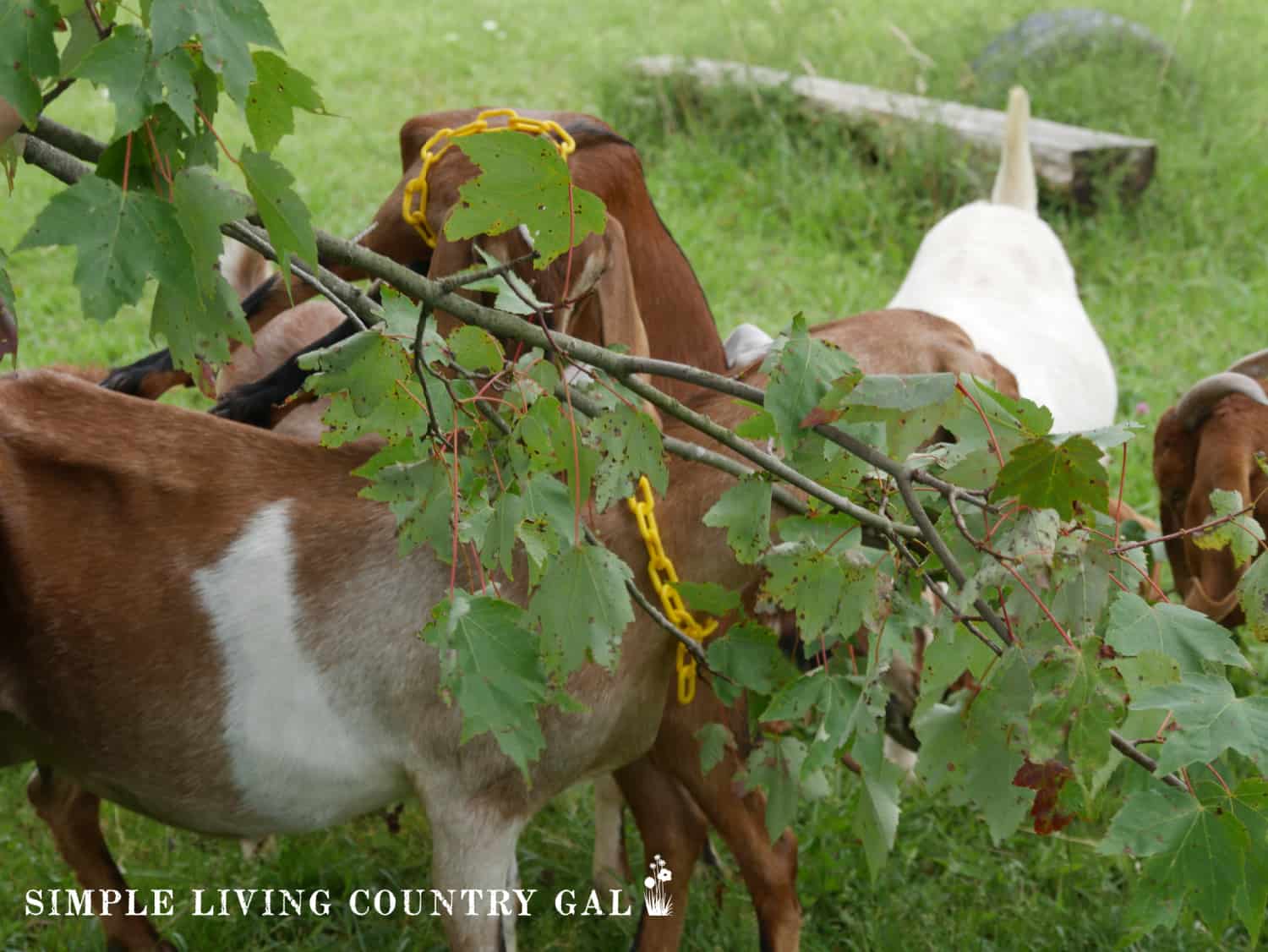 What to Plant for Goat Pasture Simple Living Country Gal