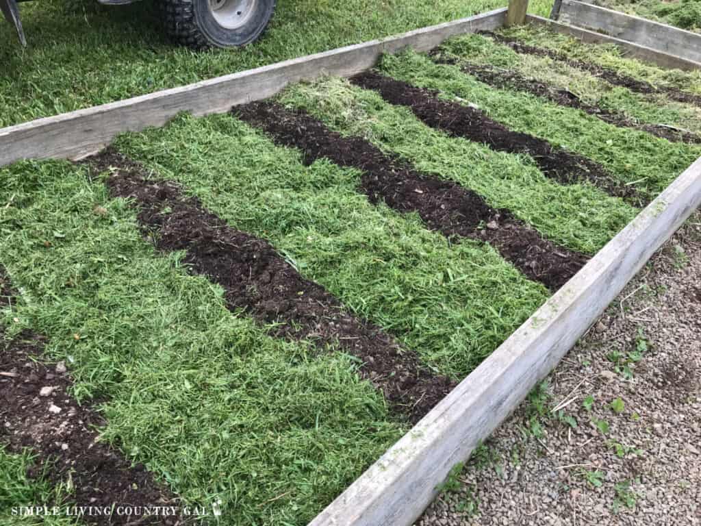 grass clippings in between rows of a raised bed garden.heic