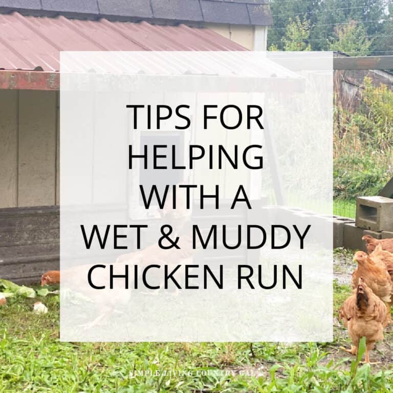 How To Deal With A Wet Chicken Run