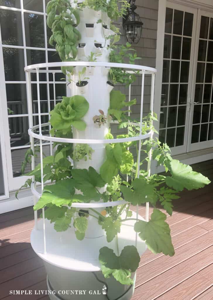 hydroponic growing system