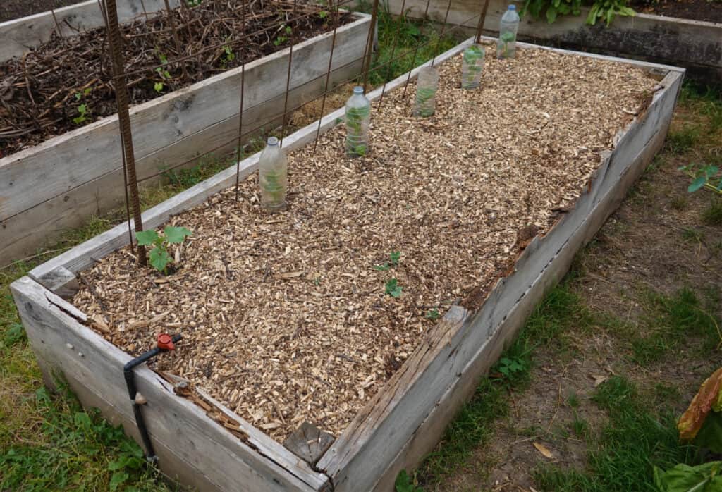 raised bed lasagna gardens with mulch and compost on the surface