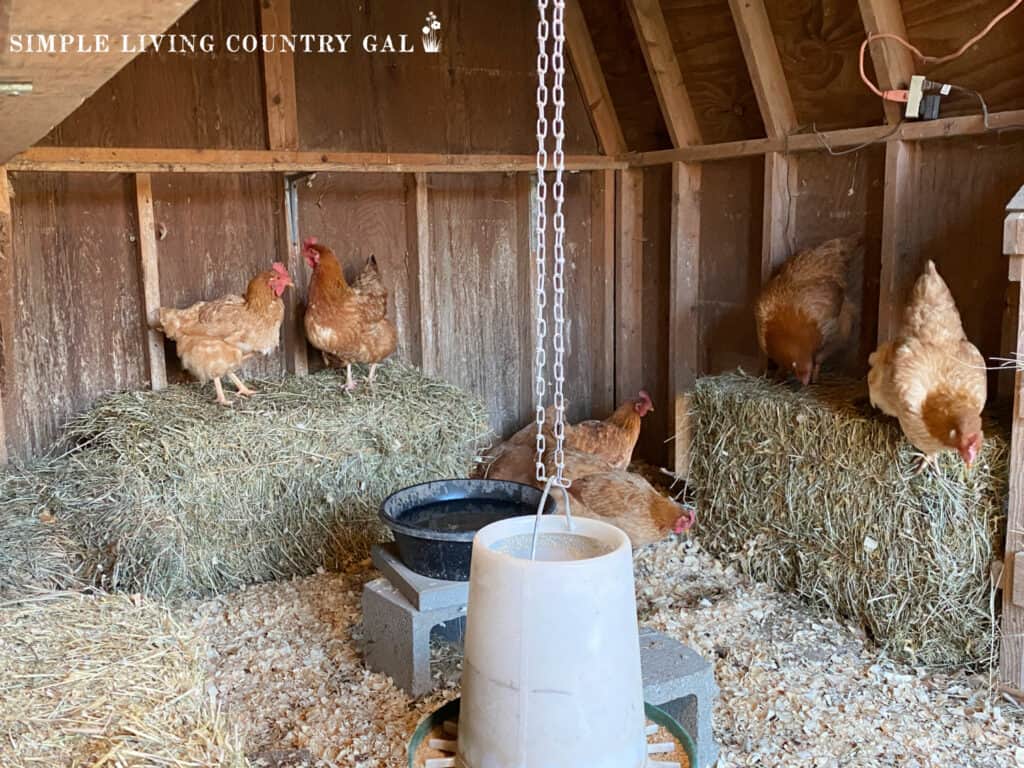 The inside of a winterized chicken coop with hens standing on hay bales
