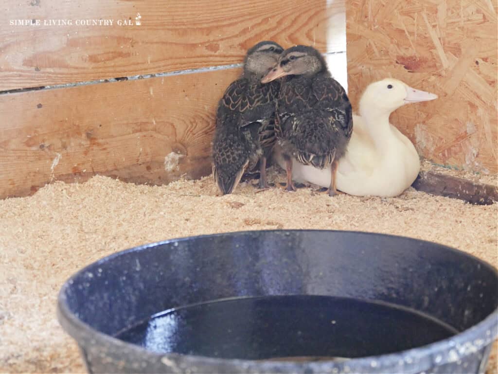 Young ducklings huddle together in a brooder with a black water bowl in the foreground