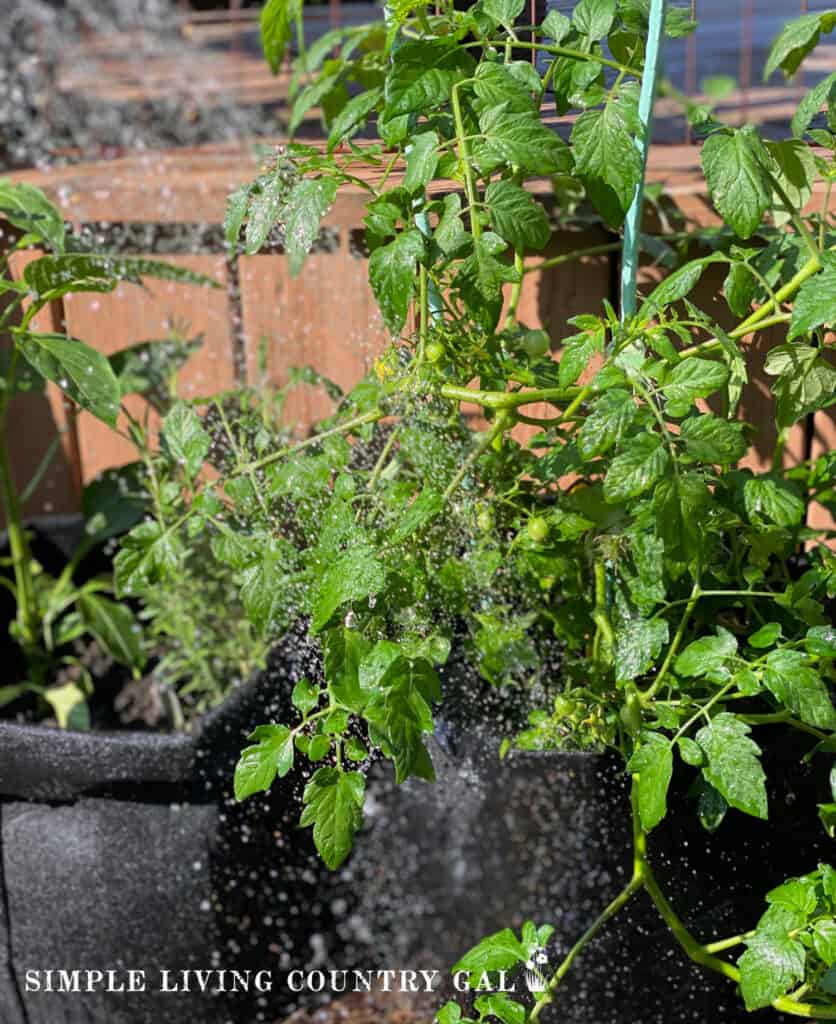 tomato plants in grow bags in a patio garden being watered by a hose 