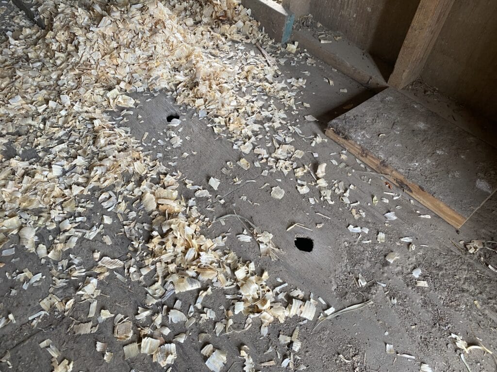 two small holes in the floor of a livestock shelter