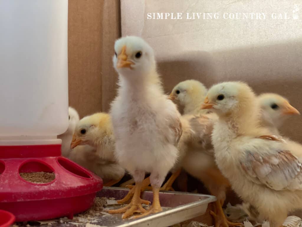 yellow chickens in a brooder standing to gether