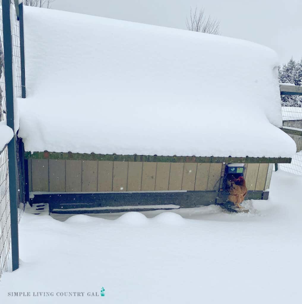 A chicken at the door of a coop that is covered in snow