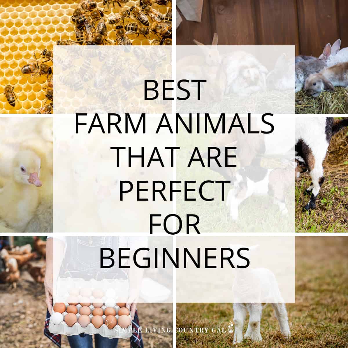 Best Farm Animals for Beginners Simple Living Country Gal