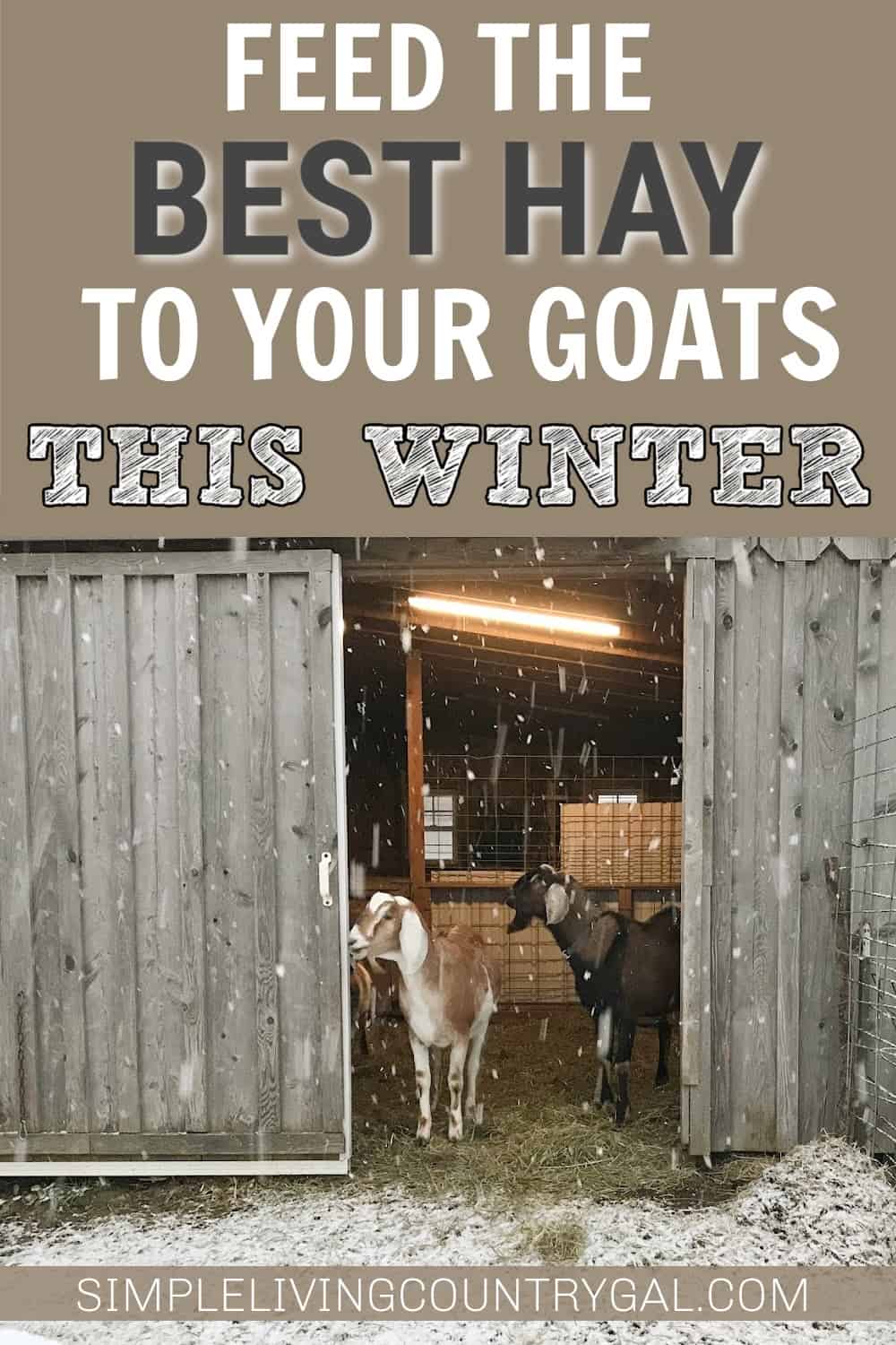 Best Hay for Goats in Winter Simple Living Country Gal