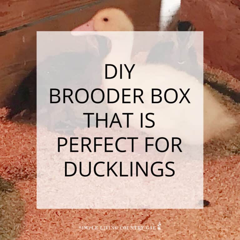Setting Up A DIY Brooder Box For Ducklings