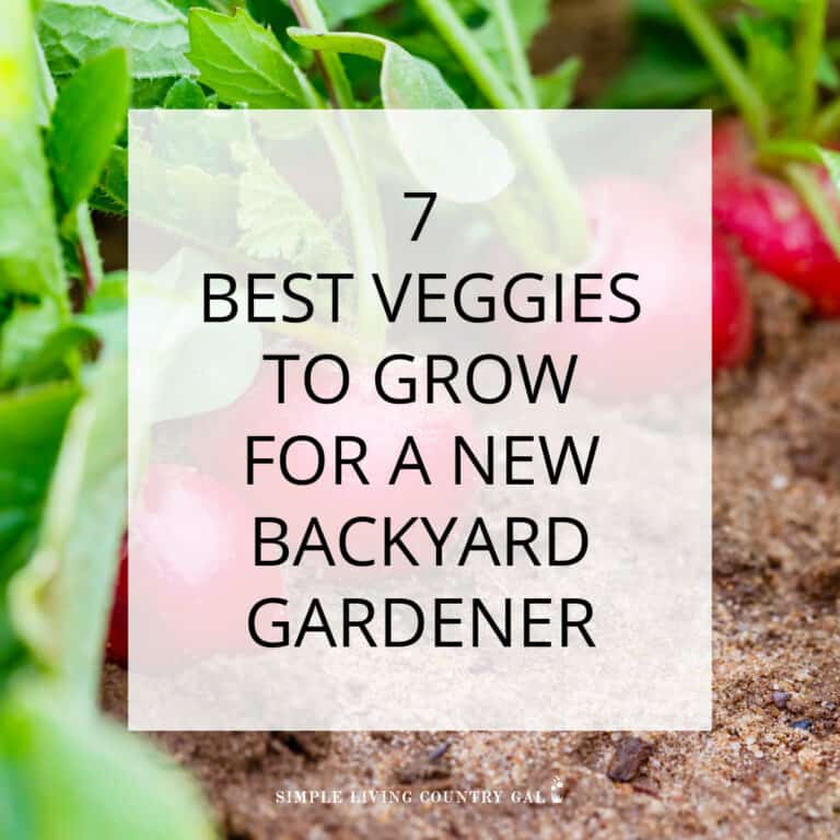7 Easy First Time Gardener Vegetables to Grow