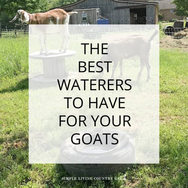 Goat Watering Ideas