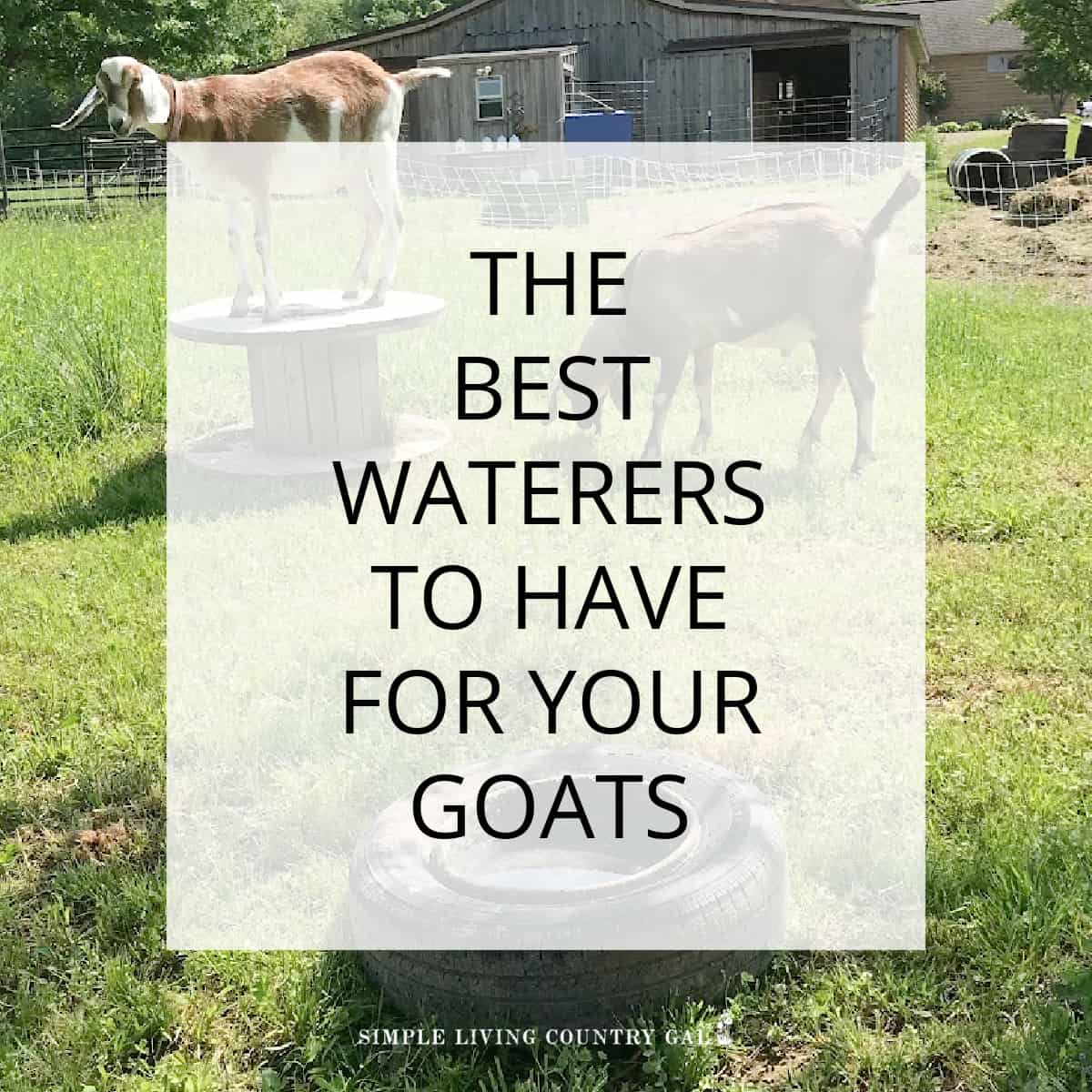 Goat Watering Ideas | Simple Living Country Gal