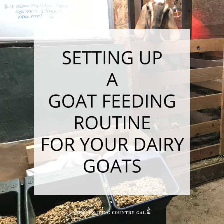 Goat Feeding Schedule