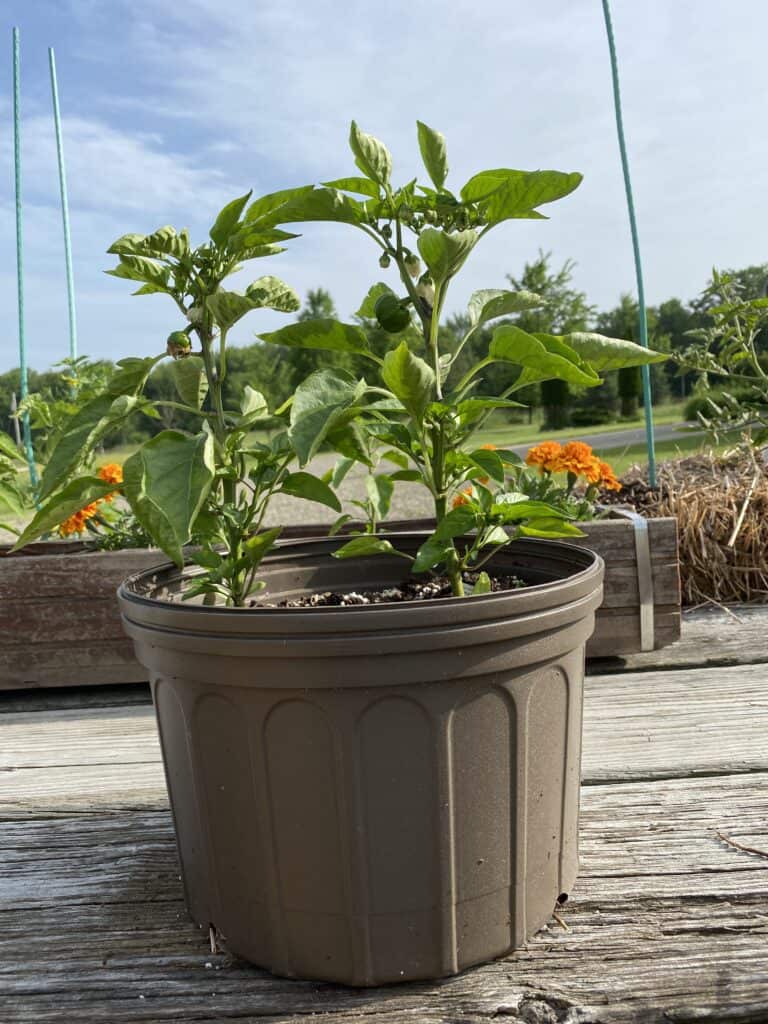 a grown planter on a table with a pepper plant growing inside