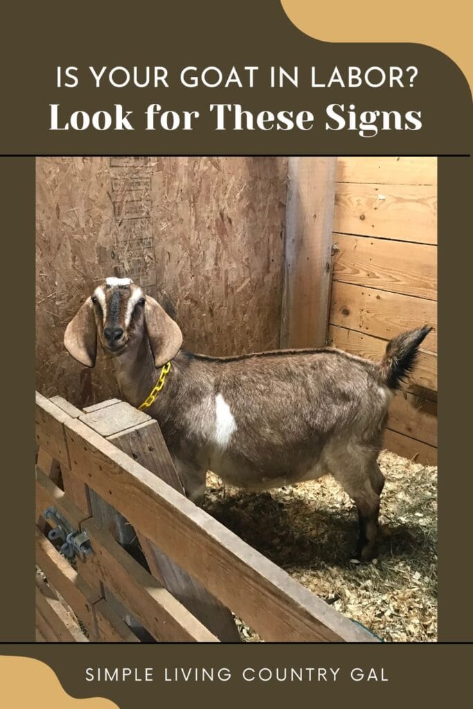 goat kidding signs