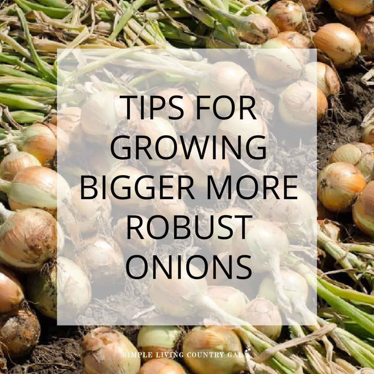 Tips for Growing Onions Simple Living Country Gal