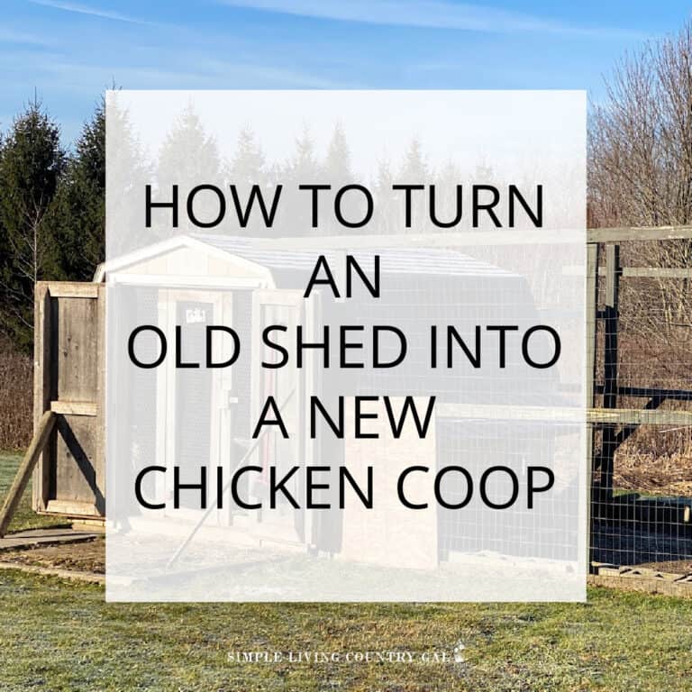 Converting A Shed Into A Chicken Coop