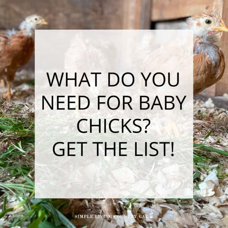 What Do You Need for Baby Chicks