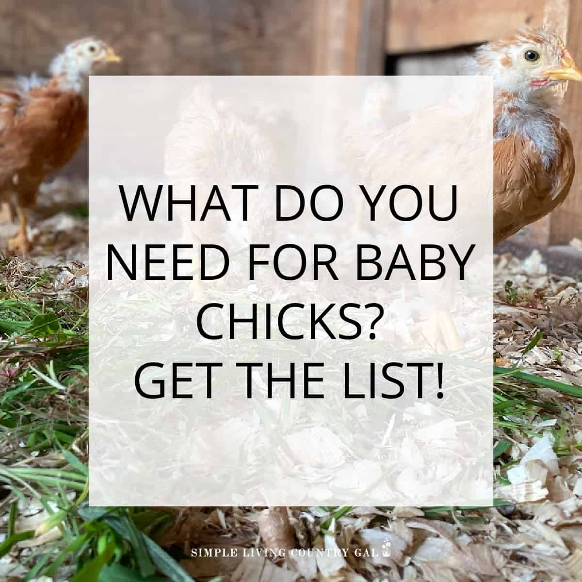 What Do You Need for Baby Chicks Simple Living Country Gal