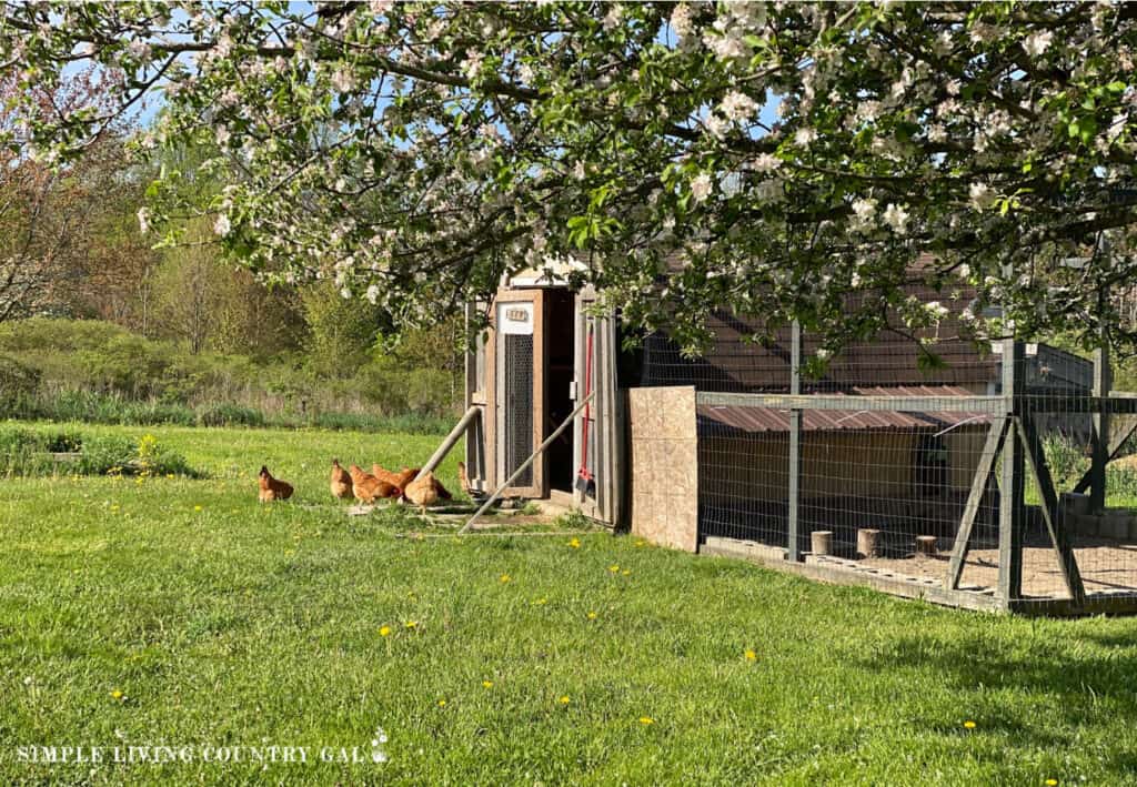 a chicken coop and run with a blooming apple tree in front copy