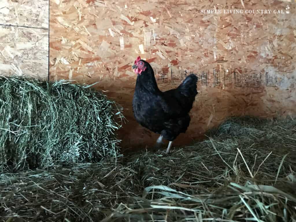 a chicken standing on a green bales of hay