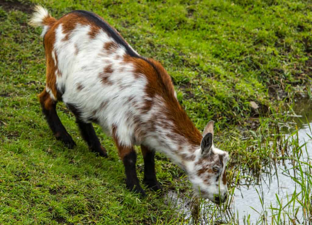 A small brown and white goat drinking water from a small creek