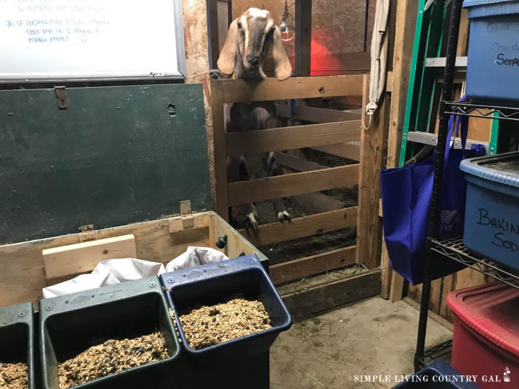 a goat watching food being mixed for a goat feeding schedule