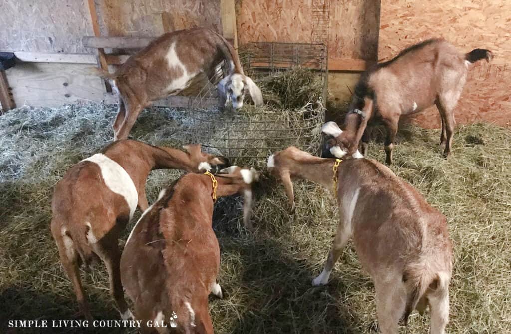 a group of goats eating hay in a barn