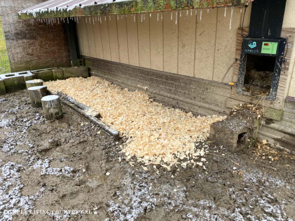 a layer of wood shavings in a muddy chicken run