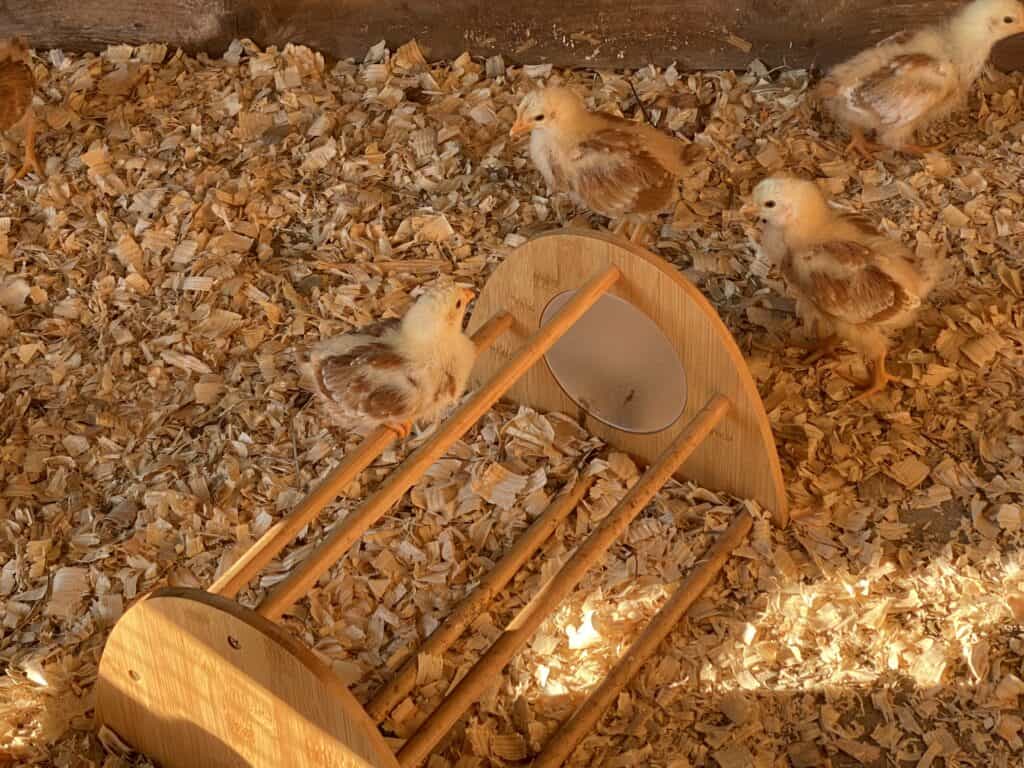a little golden chick sitting on a roost in a brooder