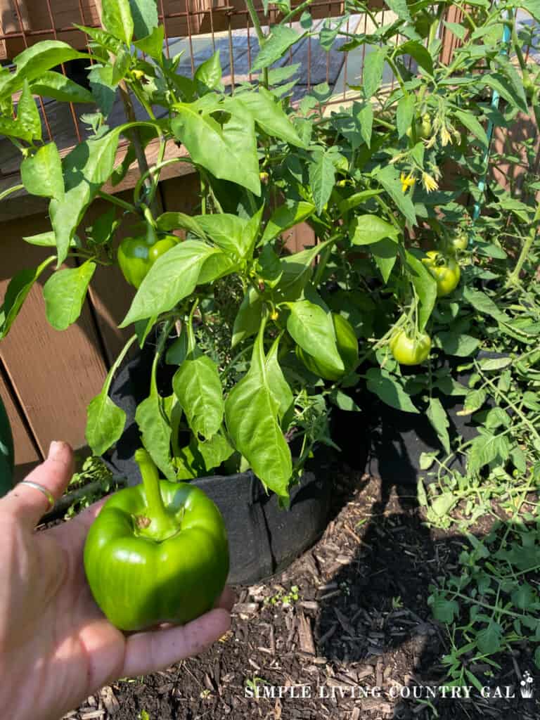 a pepperå that was grown in a grow bag container garden