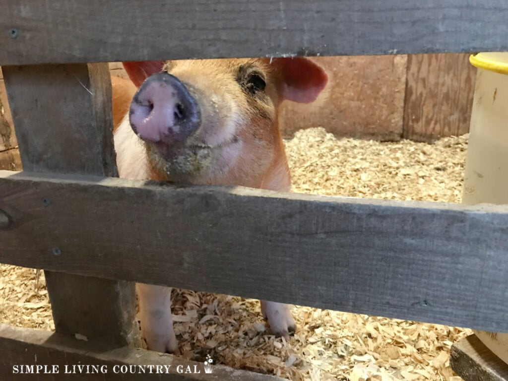 a pig peaking out of a pen in a barn
