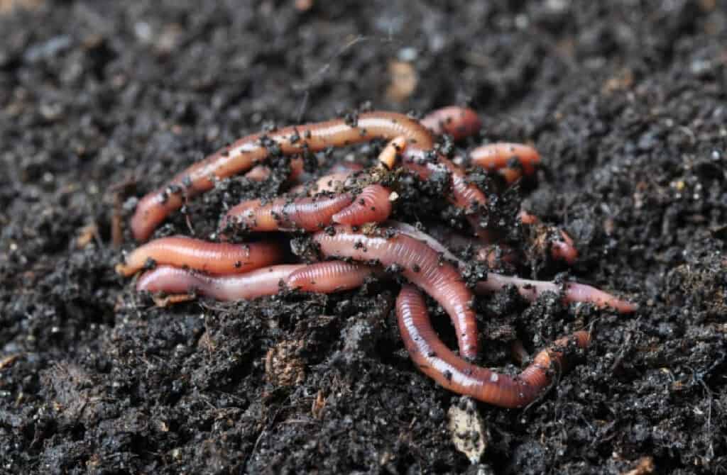 a pile of worms in a fresh patch of compost