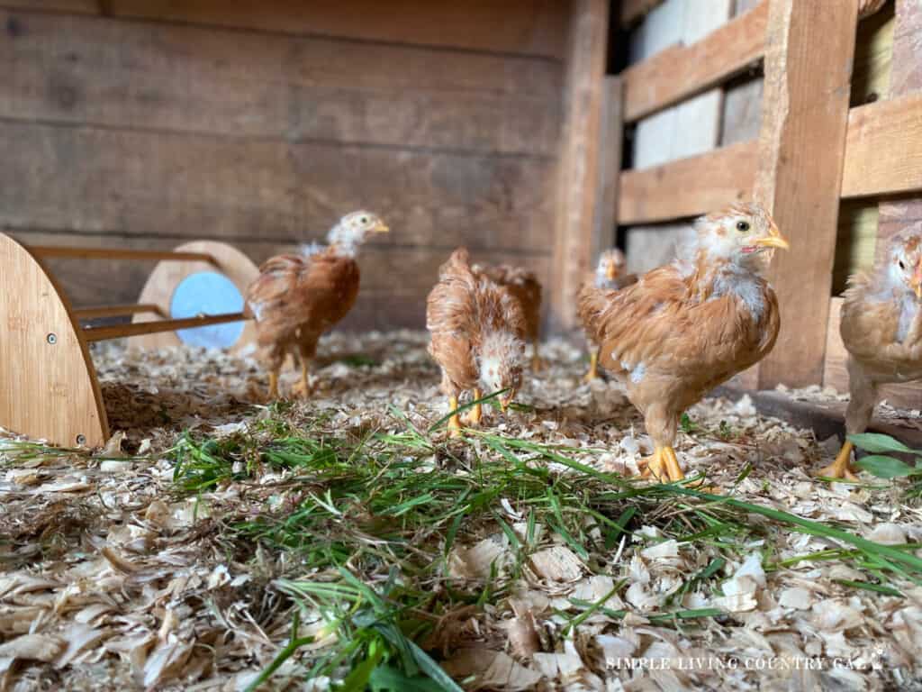 baby chicks enjoying fresh grass in their coop (1)