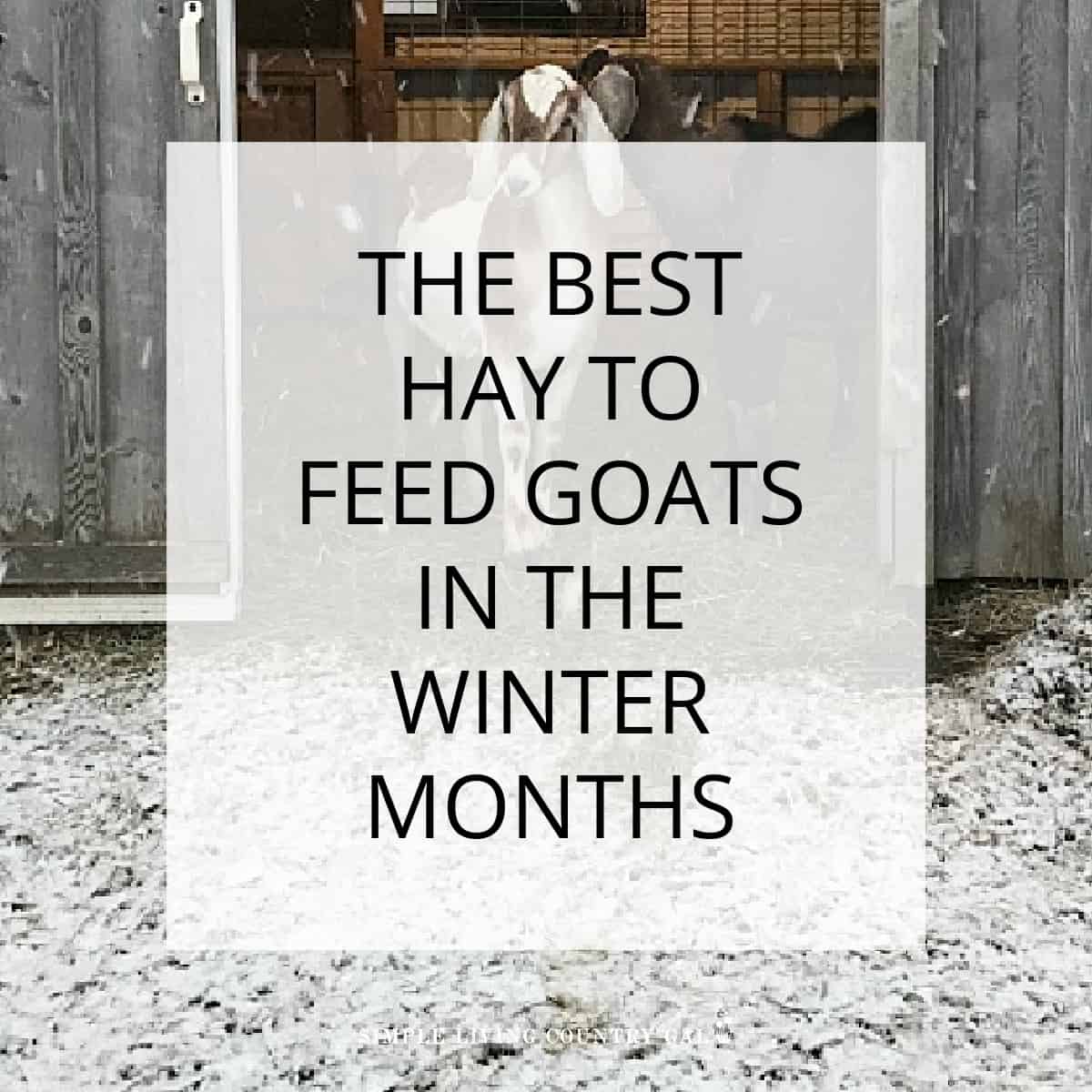 Best Hay for Goats in Winter Simple Living Country Gal