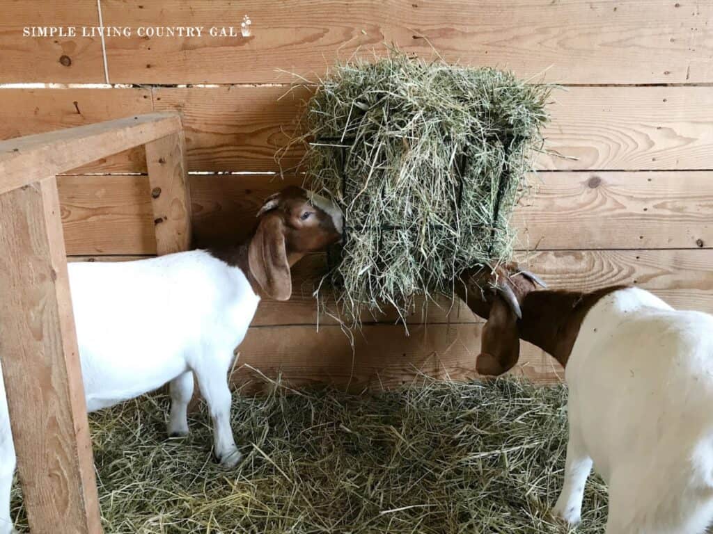brown and white goats eating green hay from a metal feeder in the winter (1)