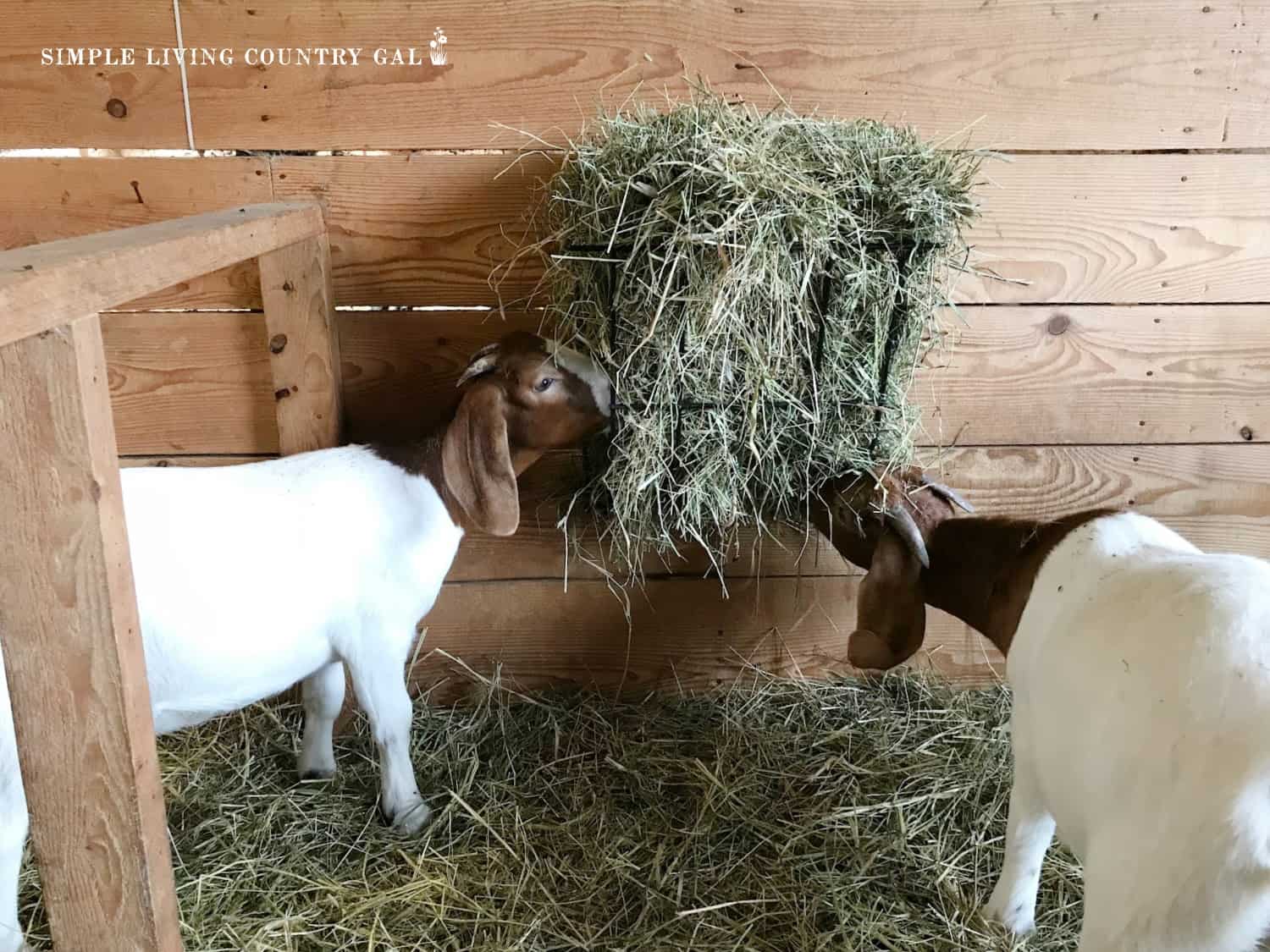 Best Hay for Goats in Winter Simple Living Country Gal