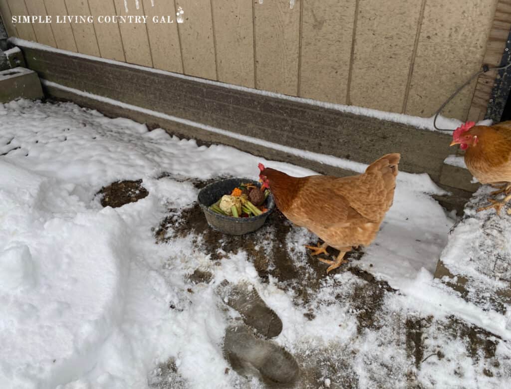 chickens coming outside in the winter to eat