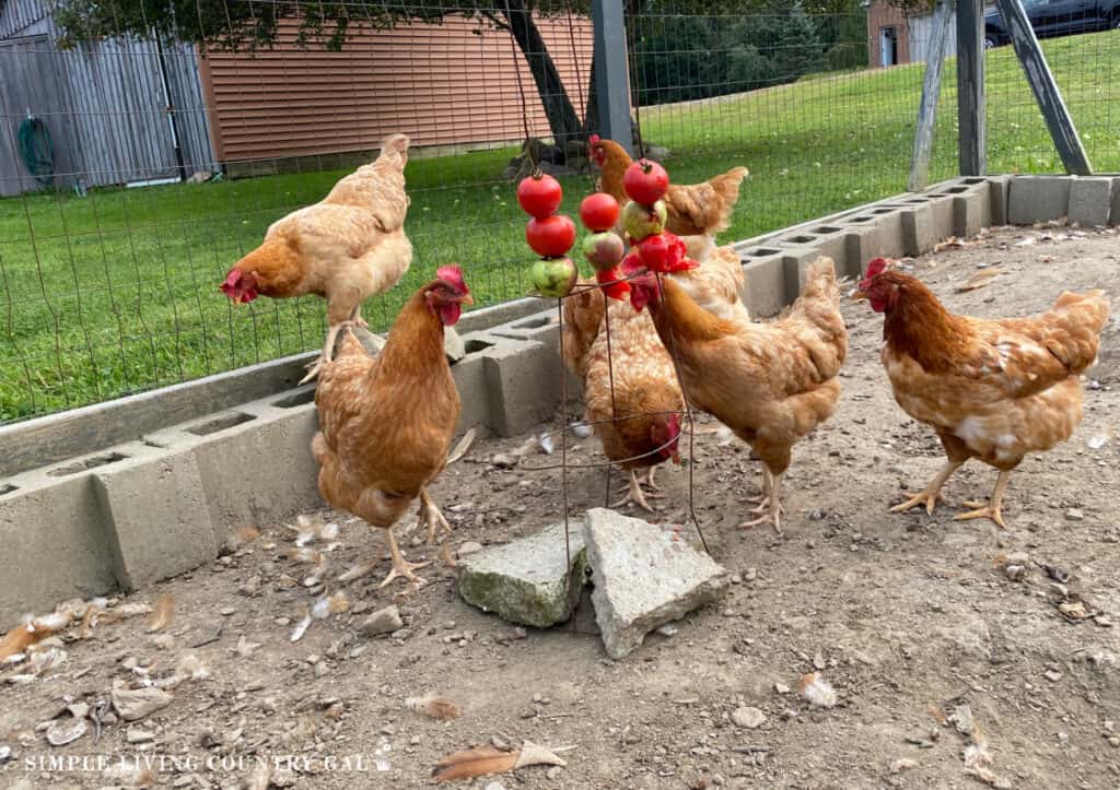 chickens eating tomatoes on a tomato cage treat holder