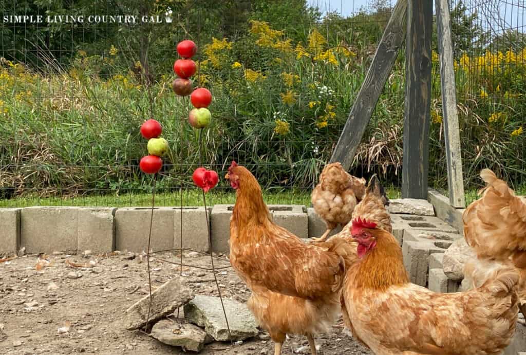 chickens pecking at veggies that are speared on the legs of a tomato cage