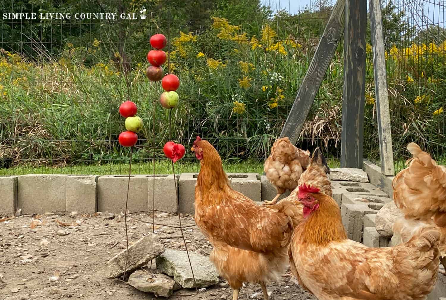 Natural Chicken Care | Simple Living Country Gal