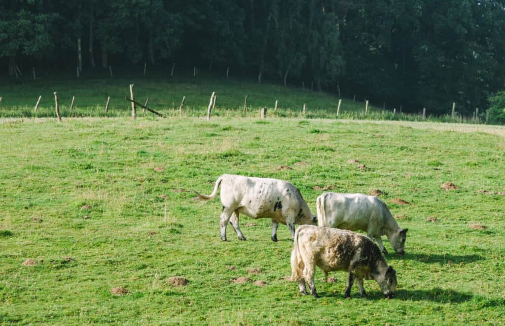 three cows eating grass in a pasture